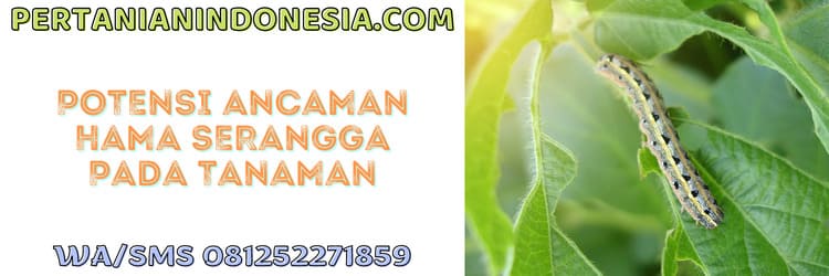 ancaman,hama serangga,budidaya,tanaman,budidaya tanaman